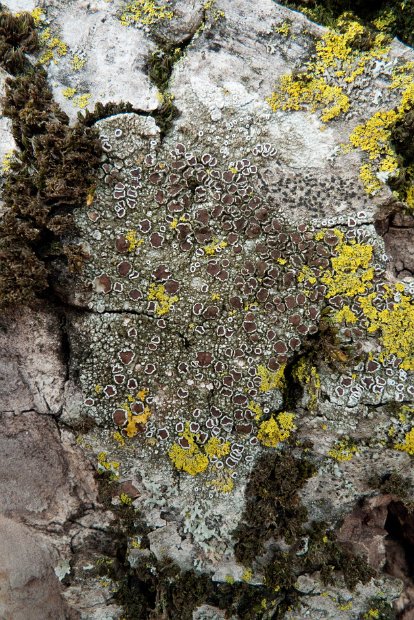 Lecanora allophana-1